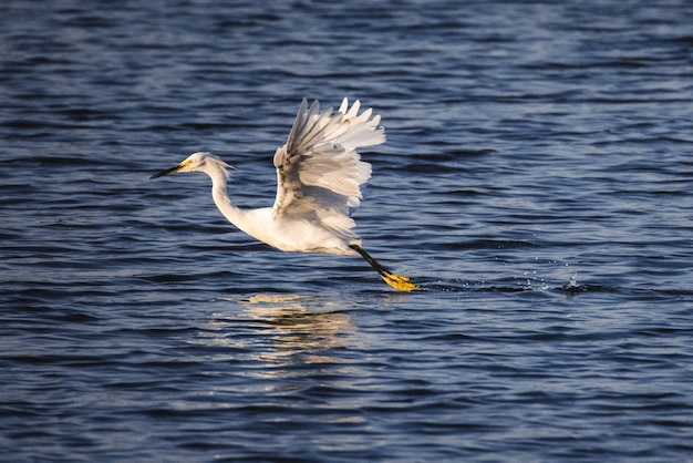 Pájaro blanco sobre el agua durante el día