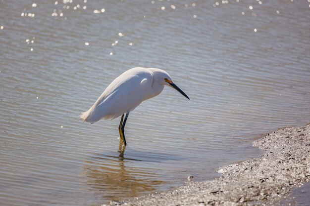 Pájaro blanco sobre arena marrón cerca del cuerpo de agua durante el día