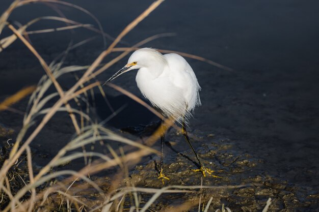 Pájaro blanco sobre hierba marrón