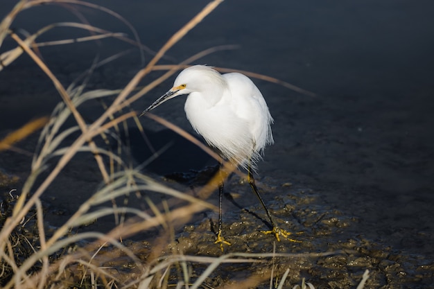 Pájaro blanco sobre hierba marrón