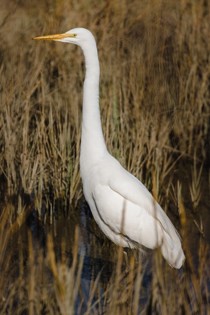 Pájaro blanco volando sobre la hierba marrón durante el día