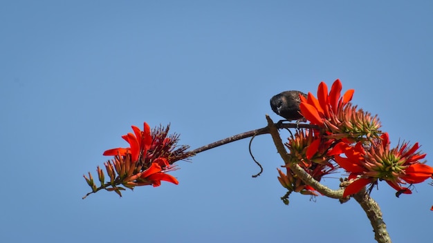 Pájaro Bulbul posado en una rama con flores rojas con un fondo azul.