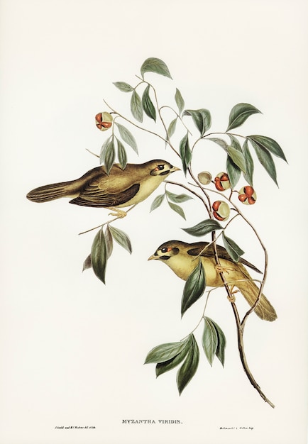 Pájaro de campana australiano (Myzantha melanophrys) ilustrado por Elizabeth Gould