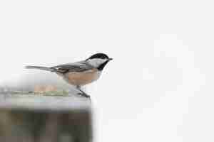 Foto gratuita pájaro carbonero de cabeza negra