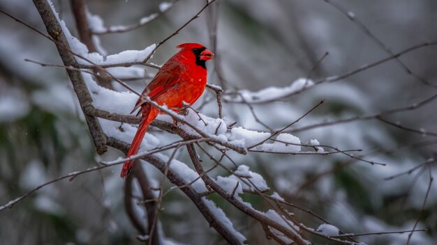 Pájaro cardenal norteño en un árbol nevado