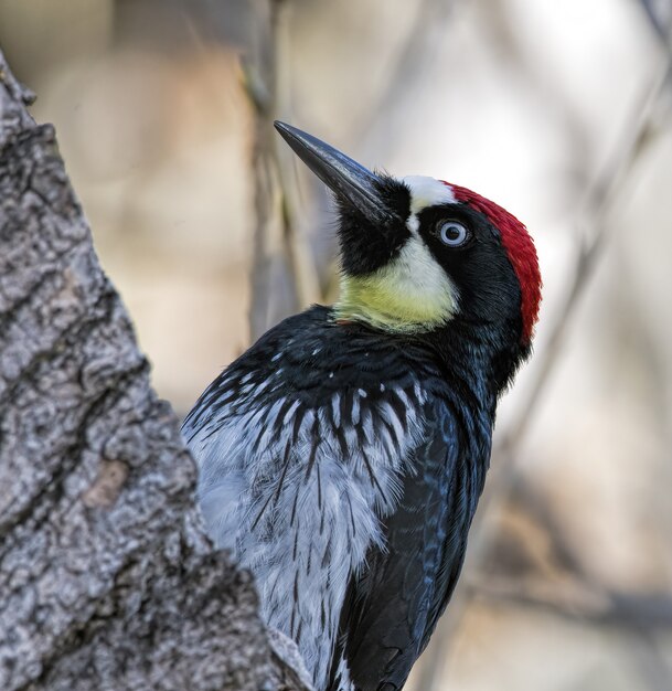 Pájaro carpintero bellota en busca de bellotas