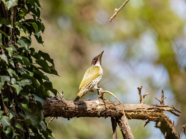 Pájaro carpintero japonés posado en la rama de un árbol