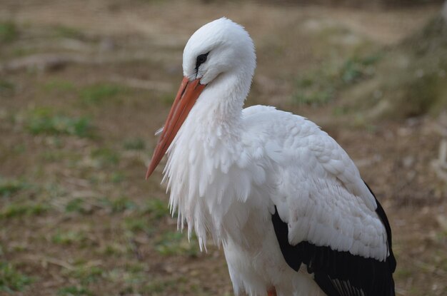 Pájaro de cigüeña blanca con un gran pico naranja