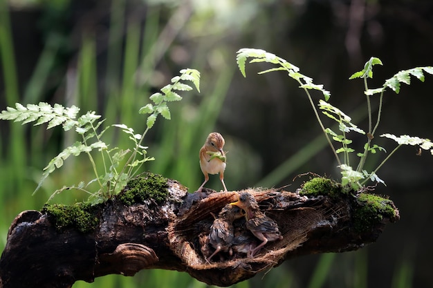 Pájaro Cisticola exilis alimentando a sus polluelos en una jaula Pájaro Cisticola exilis bebé esperando comida de su madre Pájaro Cisticola exilis en una rama