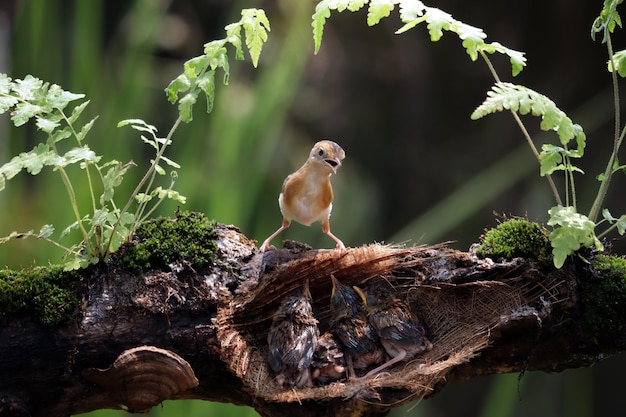 Pájaro Cisticola exilis alimentando a sus polluelos en una jaula Pájaro Cisticola exilis bebé esperando comida de su madre Pájaro Cisticola exilis en una rama