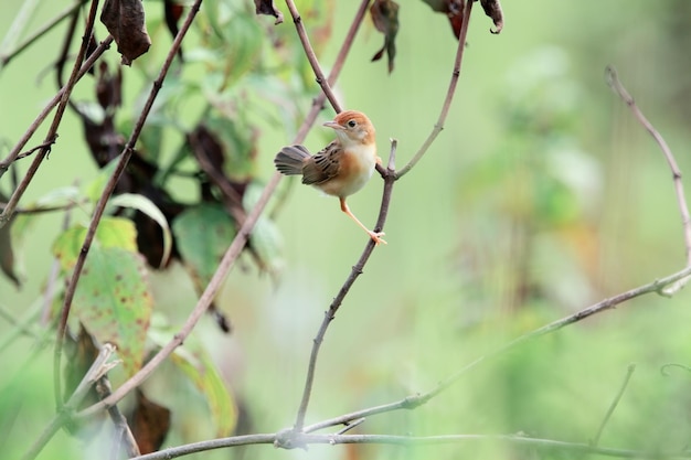 Pájaro cisticola en la roca buscando insectos para comer