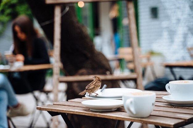 Pájaro en la ciudad. Gorrión sentado en la mesa de café al aire libre