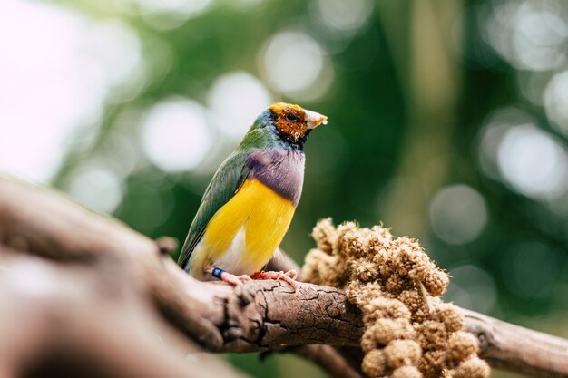 Pájaro colorido en una rama