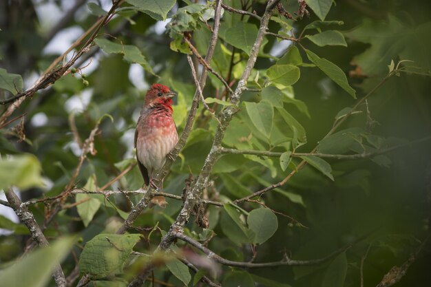 Pájaro colorido sentado en el árbol