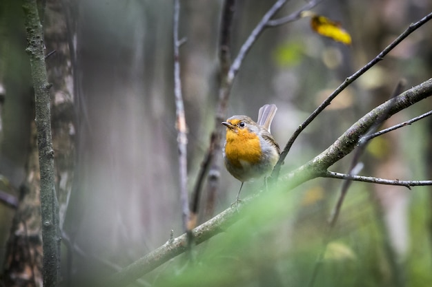 Pájaro colorido sentado en la rama de un árbol