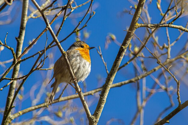 Pájaro colorido sentado en la rama de un árbol