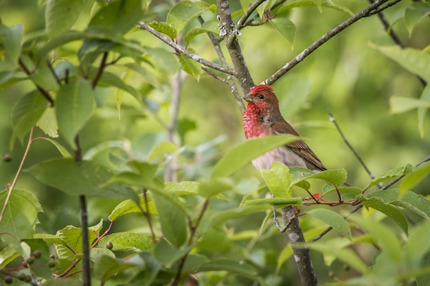 Pájaro colorido sentado en la rama