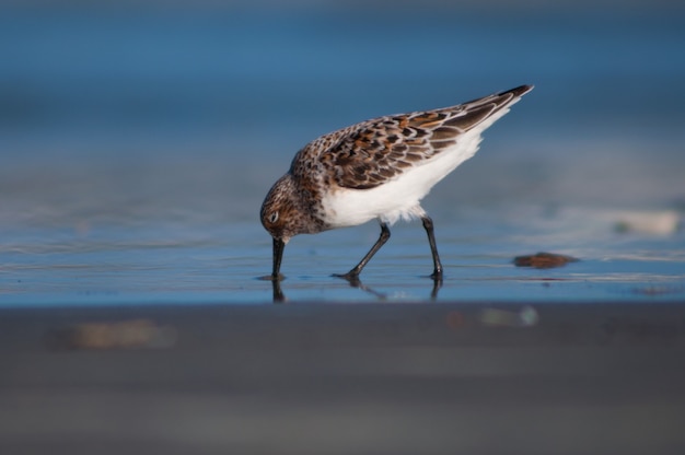 Foto gratuita pájaro en la costa