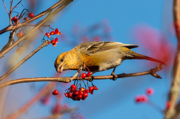 Pájaro crossbill común amarillo comiendo bayas de serbal rojo encaramado en un árbol con un fondo borroso