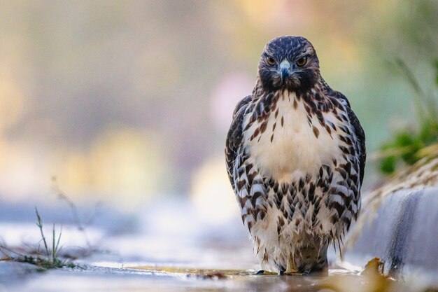 Pájaro descansando en el suelo