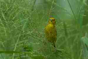 Foto gratuita pájaro exótico en la rama de un árbol