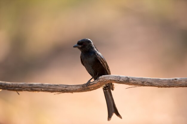 pájaro exótico en una rama de madera