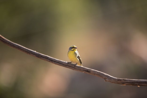 pájaro exótico en una rama de madera