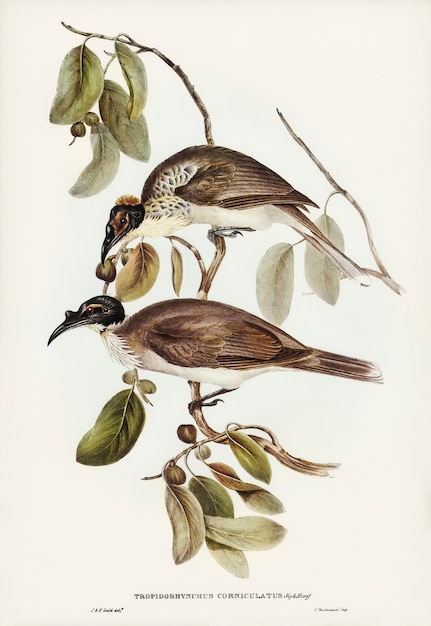 Foto gratuita pájaro fraile (tropidorhynchus corniculatus) ilustrado por elizabeth gould