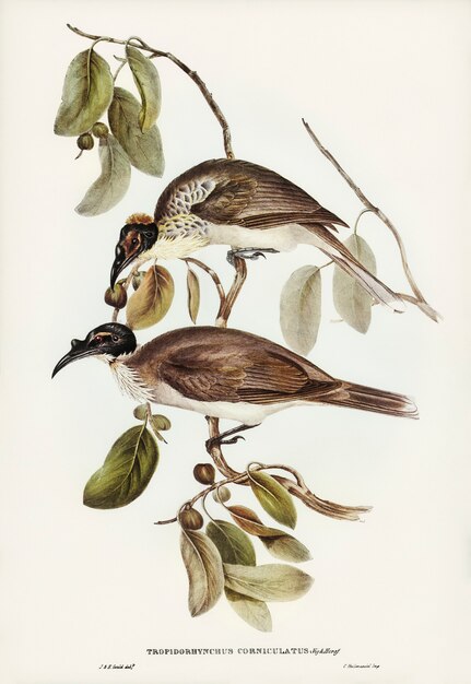 Pájaro fraile (Tropidorhynchus corniculatus) ilustrado por Elizabeth Gould