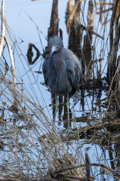 pájaro gris en el árbol