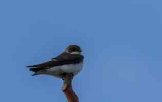 Foto gratuita pájaro gris y blanco sand martin parado en la rama del árbol