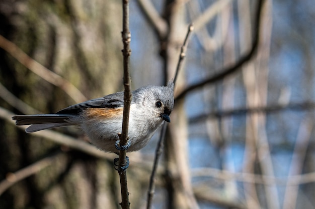 Pájaro gris sentado en la rama de un árbol