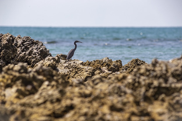 Pájaro gris sobre roca marrón cerca del cuerpo de agua