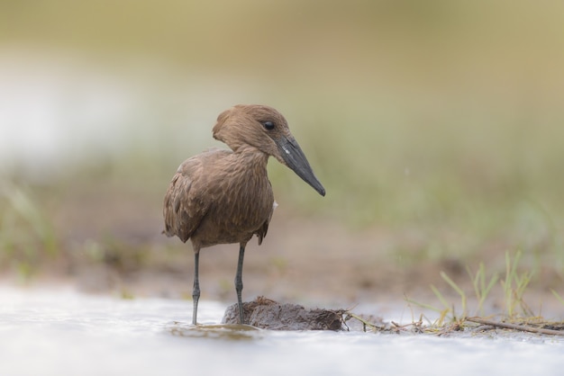 Pájaro Hammerkop