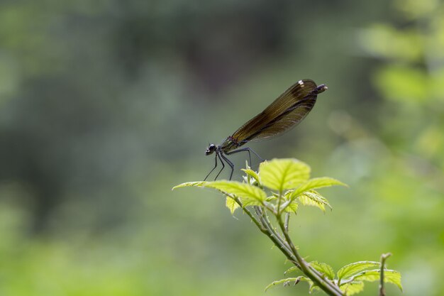 Pájaro hembra cobre demoiselle