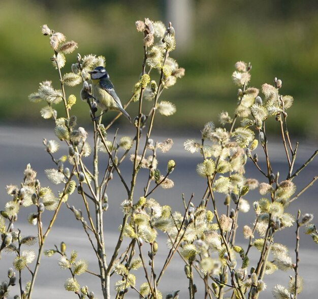 Pájaro herrerillo común de pie sobre ramas delgadas en un sauce en un parque