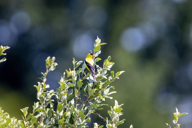 Pájaro jilguero americano sentado en una rama de un árbol