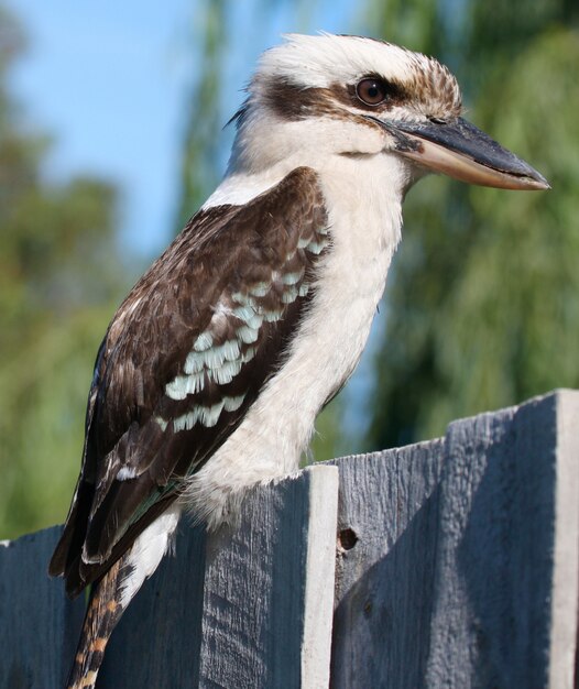 Pájaro Kookaburra al aire libre