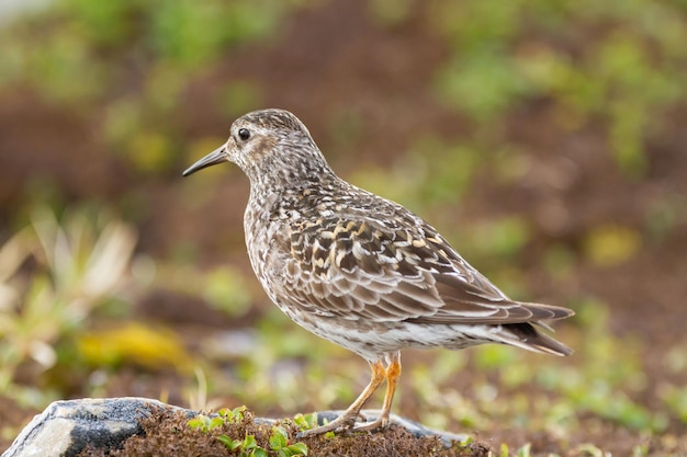 Pájaro lavandera púrpura de pie en el suelo en el parque