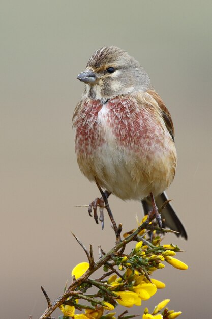 Pájaro Linnet común (Carduelis cannabina) posado en una rama de un árbol con flores amarillas