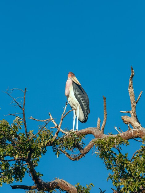 Pájaro marabú sentado en una rama contra el cielo azul de Kenia