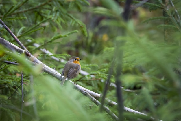 Pájaro marrón y amarillo en la rama de un árbol