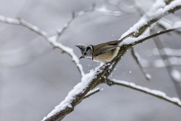 Pájaro marrón y blanco en la rama de un árbol cubierto de nieve