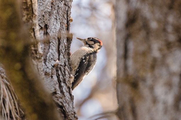 Pájaro marrón y blanco en la rama de un árbol marrón durante el día