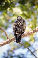 Foto gratuita pájaro marrón y blanco en la rama de un árbol marrón durante el día