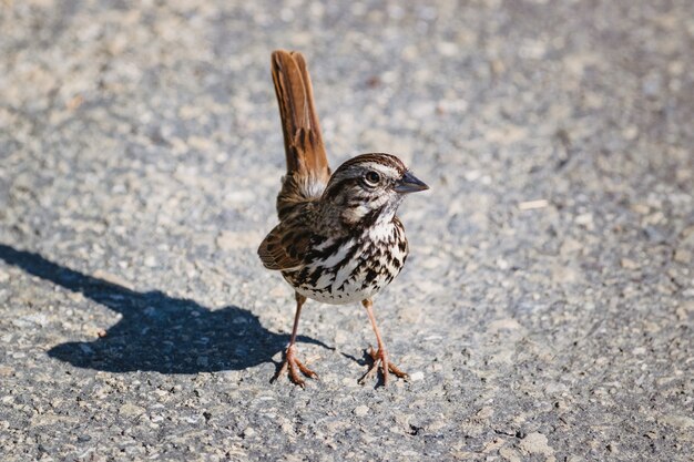 Pájaro marrón y blanco sobre piso de concreto gris durante el día