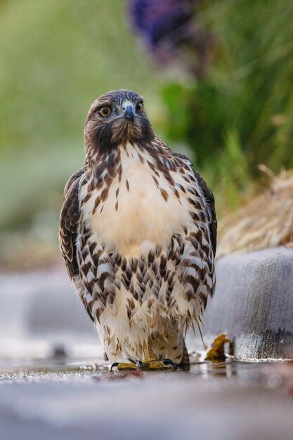 Pájaro marrón y negro sobre superficie de hormigón gris durante el día