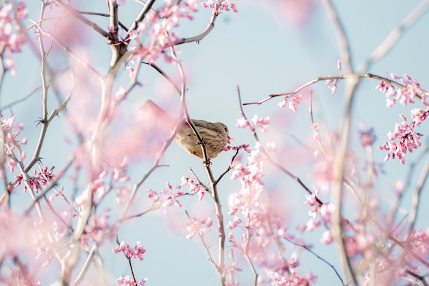 Pájaro marrón posado en flor rosa