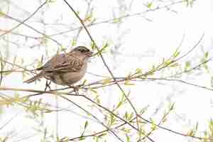 Foto gratuita pájaro marrón en la rama de un árbol durante el día