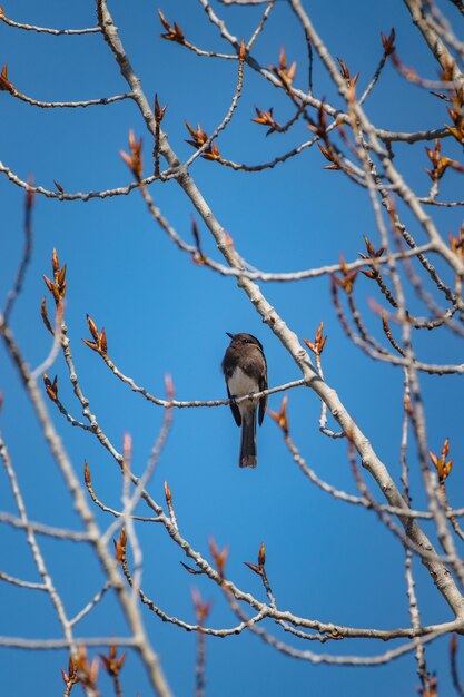 Pájaro marrón en la rama de un árbol marrón durante el día